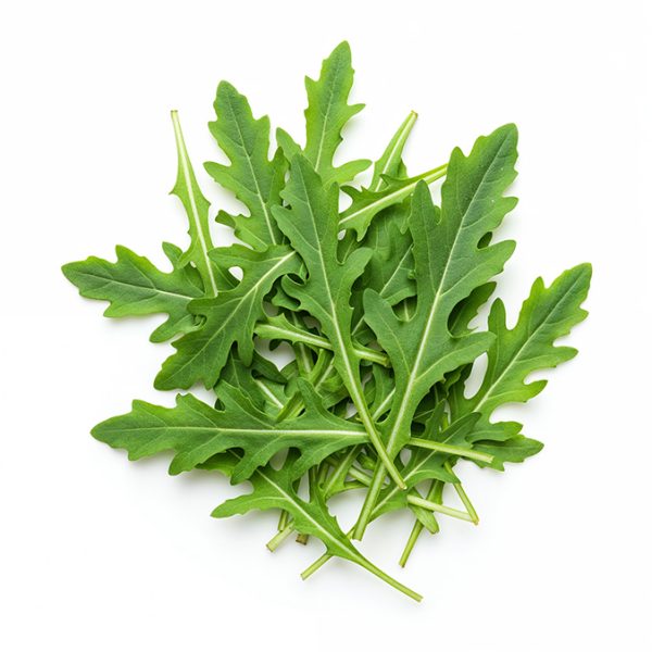 Rucola neu
